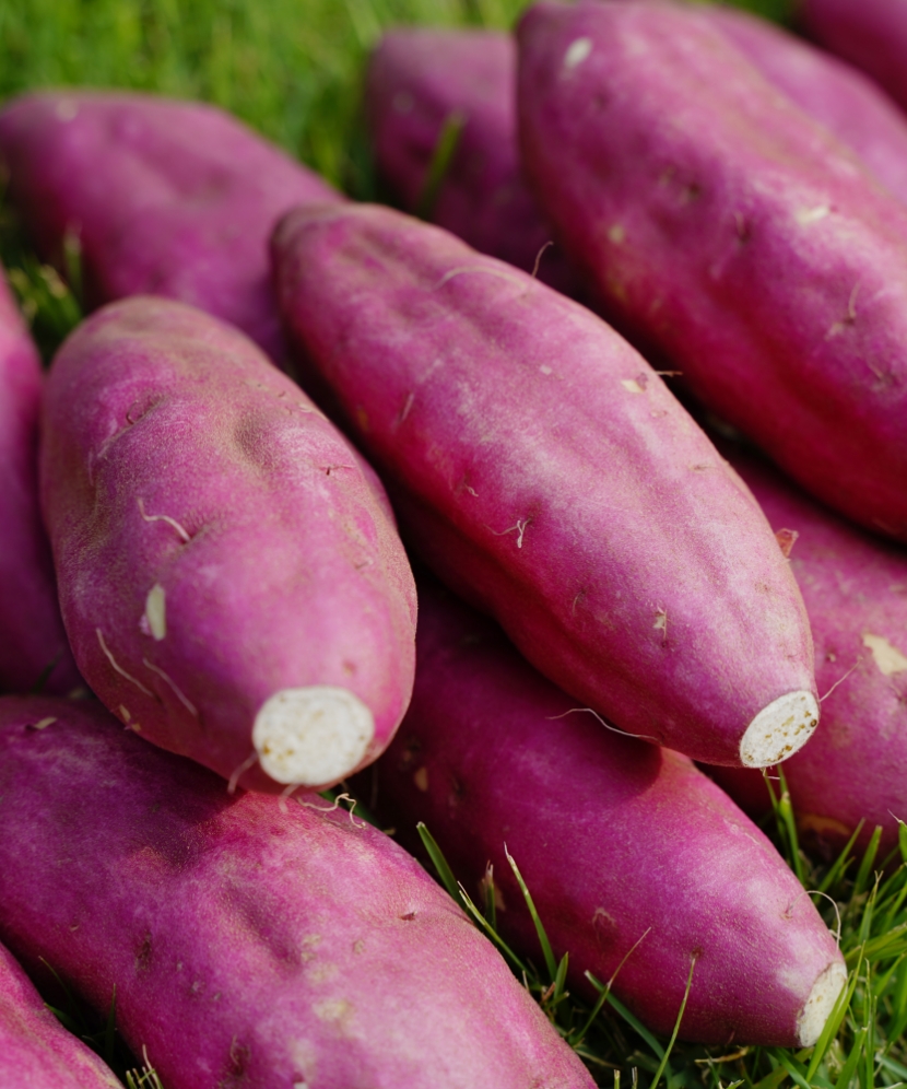 農産物の生産・販売