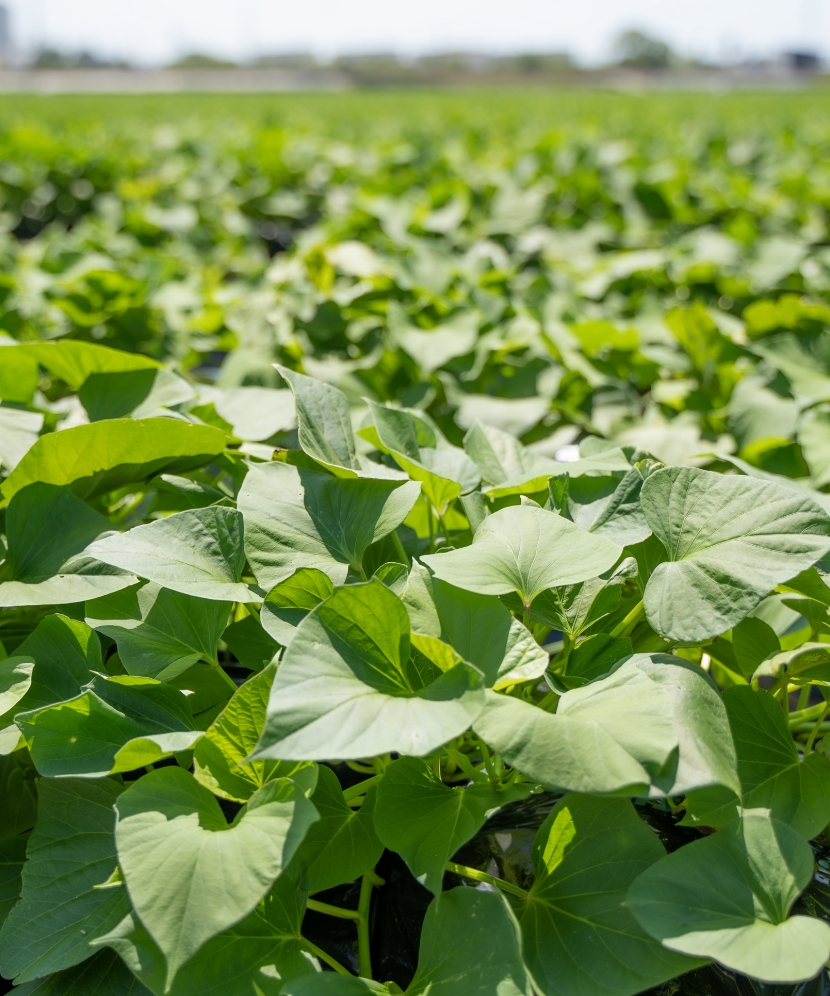 環境保全・循環型農業